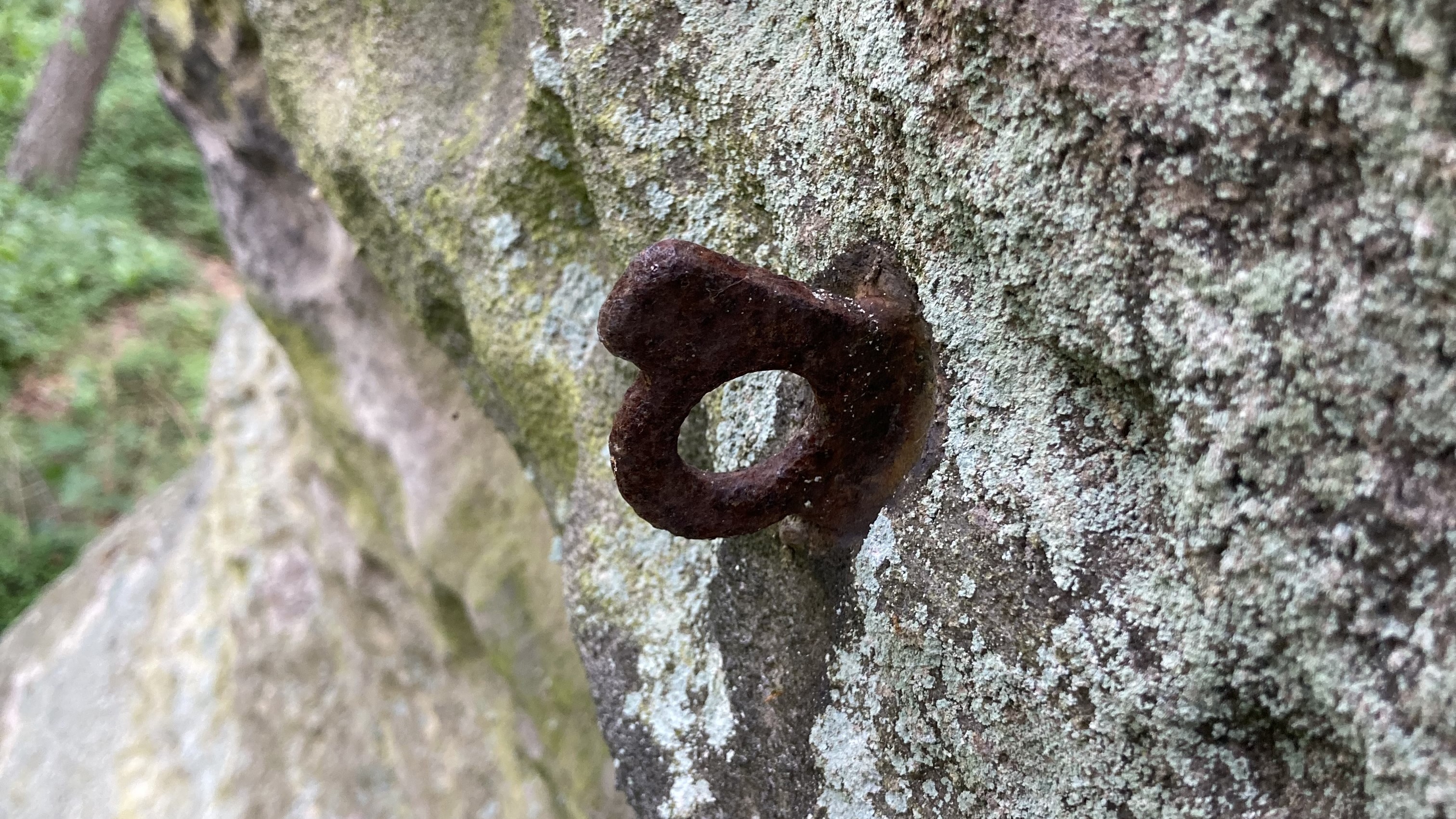 Titelbild Einberger Wald
